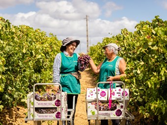 Dona Uva: as uvas de mesa portuguesas que são uma força da natureza
